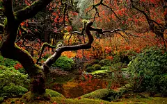 日本和风秋色后花园摄影风景高清桌面壁纸