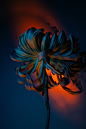 Botanical Garden :: Behance