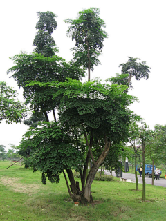 佥夊采集到植物