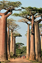 Baobab Alley, Madagascar