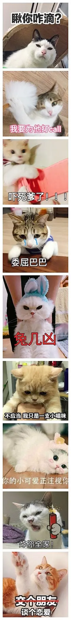 一组敲可爱的猫咪表情包

原图戳坪 ​​​​