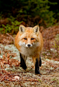 Red Fox by Anupam Dash