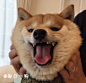 国外网友家的柴犬Mame还没满一岁，虽然年纪不大，但已经有一张颇具规模的大饼脸了！想把这张饼天天捧在手心上！ ​​​​