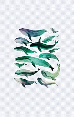 蓝鲸|蓝鲸,鲸鱼,海洋,动物,水彩,插画,卡通,手绘,文艺,清新,卡通元素,手绘/卡通