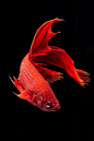 brazenbvll:

Betta Rojo
Javier Senosiain Jimeno
