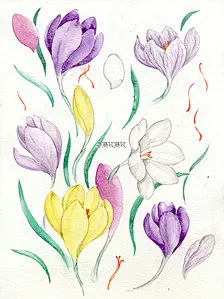 【植物的印象笔记】番红花（crocus），英文名来自春天开花时，清脆的布谷鸟叫声。藏红花即是由它的花丝加工而来，虽然说起来稀有但实际上也没有那么稀有了。。。在欧洲神话里，它可不是养生而是情欲的象征呢。