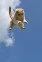 air cat.