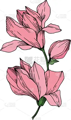 玉兰类,植物学,黑色,壁纸,植物群,春天,乡村风格,植物,花,剪影
