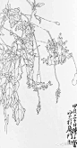 从白描到创作———陈子奋花鸟画合集