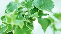 小清新家居静物简约风格桌面壁纸下载 第一辑1-壁纸云