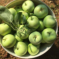 岿木采集到sc食物、植物