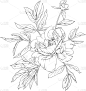 牡丹,传统,清新,简单,植物群,枝繁叶茂,乡村风格,花,设计
