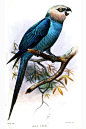 鹦形目·鹦鹉科·小蓝金刚鹦鹉属：小蓝金刚鹦鹉