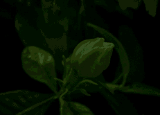 青春，如花绽放！
