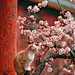 故宫与猫