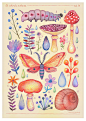 Et coloris natura : Watercolor illustrations of various plants and animals