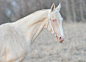 Welcome, : This is an 100% equine blog that features many different breeds and disciplines- there is something...