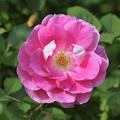 京田海子a采集到花花世界【植物】