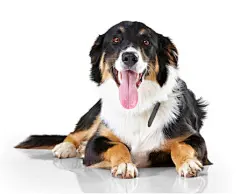 点击来源直接获取大图文件 |肖像，边境牧羊犬和吐着舌头的狗在无人的孤立、透明和 PNG 背景的地板上放松。脸，动物和安静的小狗在休息，好奇又可爱，顽皮又悠闲；
