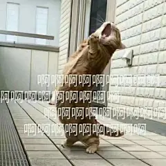 #表情包无水印##搞笑表情包#

这次月终考试不给老师露一手，他还真以为自己能教好我。 ​​​​