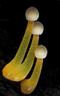 Mycena epipterygia, Mt Macedon, Victoria