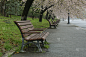 长椅,樱花,东京,日本,美,公园,座位,水平画幅,无人,古老的