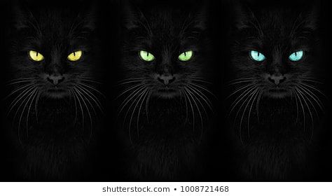 Black Cat looking at...