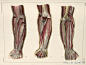 人体肌肉与骨骼（一）... - @明天教室插画培训的微博 - 微博