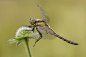 30张迷人的昆虫微距摄影