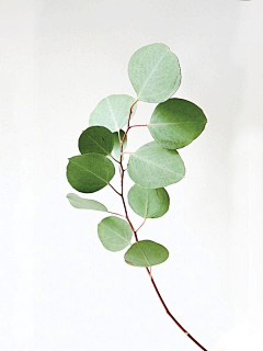 黑不溜秋汪采集到植物