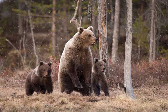 Brown Bear with cubs...