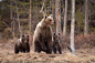 Brown Bear with cubs by Mats Brynolf on 500px