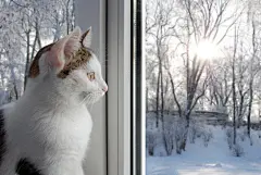 点击来源直接获取大图文件 |坐在窗边向外看的小猫