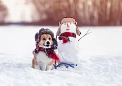 点击来源直接获取大图文件 |一只戴着温暖帽子的有趣的柯基犬在冬季公园里拉着一个有雪人的雪橇