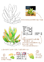 两颗牙  的插画 【两颗牙原创教程】SAI仿水彩，绘制小清新多肉植物~