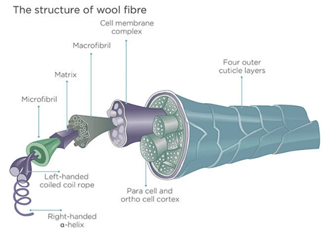 benefits of merino w...