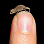 马达加斯加发现迄今世界最小变色龙

　　2012年2月，德国和美国科学家在马达加斯加新发现4种变色龙，它们成年后的躯干长度仅有指甲盖大小，可能是迄今世界上最小的变色龙。这些变色龙发现于马达加斯加东北部哈拉岛的热带雨林里，都来自侏儒枯叶变色龙属，如果尾巴伸直，从鼻尖到尾部总长29毫米。不过，“名不符实”的是，这些变色龙身体呈棕色，并不变色，但这种颜色对它们形成了“绝佳的伪装”。