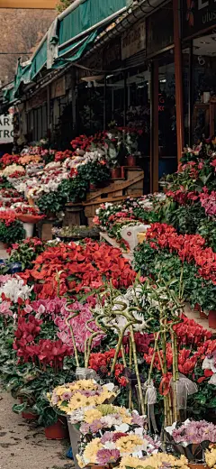 花 手机壁纸