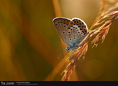 Lynn采集到Butterfly 蝴蝶