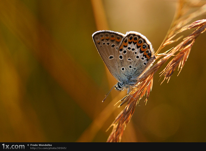 采自Lynn的花瓣画板“Butterfl...