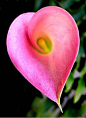 Calla lily