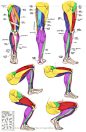 Anatomy - Leg Muscles  - Work your legs. Largest muscle group in your body helps you burn MORE calories through the day!