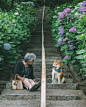【摄影】
老奶奶与柴犬的温馨日常 
INS：YASUTO ​​​​