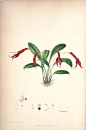 内容：Masdevallia 作者：Woolward, Florence and Lehmann 时间：1896 版本：The genus Masdevallia