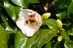 山茶花，山茶源氏花