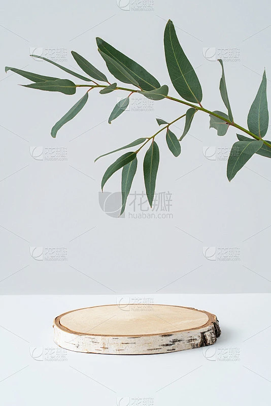 空锯切割的美容介绍和桉树树枝。圆形木制讲台和灰色背景上的绿叶。水疗及天然美容产品广告。现代模型最小。素材-花瓣网
