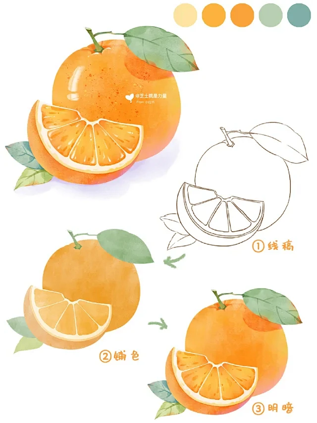 水彩橙子画法‖小物件插画教程
