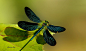 Güzel kızböceği - Calopteryx virgo - Beautiful demoiselle by ADNAN ATAÇ on 500px