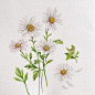 水彩的秘密花园~清新的水彩花束，适合手帐的水彩素材收藏~ : 来自插画师Yirang Kim的水彩花卉作品欣赏