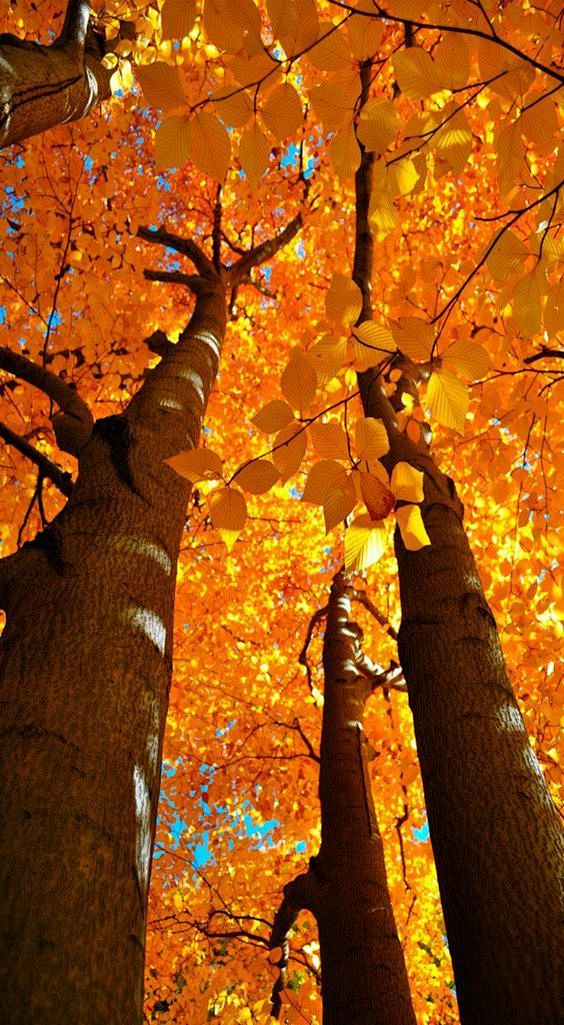 ~ Autumn In Boston ~...